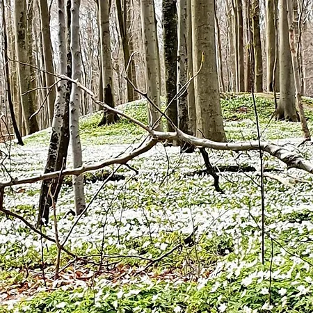 Daliah Διαμέρισμα